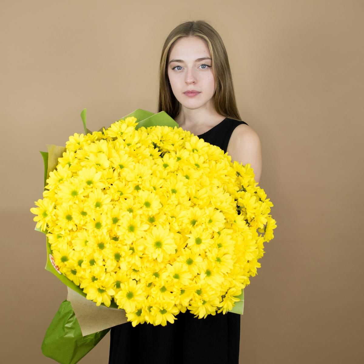 Хризантема кустовая желтая №  98434
