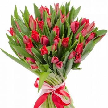Красные тюльпаны 25 шт код товара  154860
